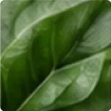 Illustrative l-theanine ingredient image